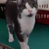 Michael - der menschenbezogene Schmusekater