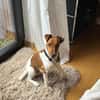 Foxi, lebensfroher Foxterriermix, ca. 2 Jahre