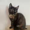 REGLISSE