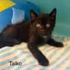 Talko