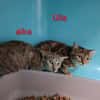 ULIA