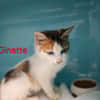 GINETTE