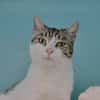 Naya (en cours d'adoption)