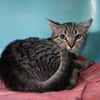 Mousse (reserve)