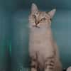 Rita (en cours d'adoption)