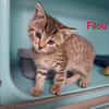FILOU