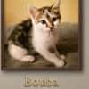 BOUBA