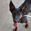Tina "en cours d'adoption"