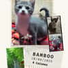 Bamboo