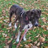 Schüchterner Leon wartet schon soooooo lange