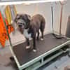 Nappo wird zum Notfall