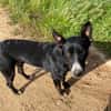 Ares - leidet in der Perrera - dringend Zuhause gesucht!