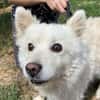 Hundeopi TALPI