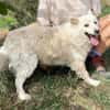 Hundeopi TALPI
