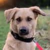 Fanta, geb. 05/2017, 48317 Drensteinfurt