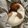 Traum Maus sucht neues Zuhause