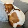 Traum Maus sucht neues Zuhause