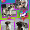 junges lustiges Hundemädchen Kiwi auf PS 91278