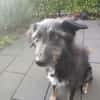 🐾Lebensfrohe Kira sucht Dich🐾 NOTFALL