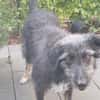 🐾Lebensfrohe Kira sucht Dich🐾 NOTFALL