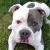 Balu