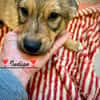 Indigo  ein kleiner Spatz sucht seine Familie