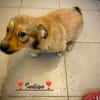 Indigo  ein kleiner Spatz sucht seine Familie
