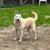 Teddy - lieber Wuschelhund