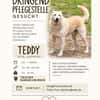 Teddy - lieber Wuschelhund