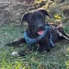 ❣Jackie ❣sucht ihr für immer Zuhause