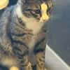 Hübsche Eleni sucht ein Zuhause