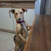 Samira . Junghündin, freundlich, lieb, mag Kinder