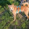 Timon - ein lieber, freundlicher Hund