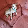Timon - ein lieber, freundlicher Hund