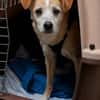 Timon - ein lieber, freundlicher Hund