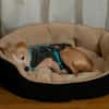 Timon - ein lieber, freundlicher Hund