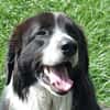Harry - ein treuer Prachtkerl