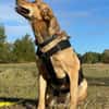Laika unsere hübsche Hündin