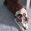 Tilda - liebenswerte Seniorin