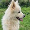 Samojedenrüde Luca