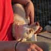 Quirin-freundlich und lieb