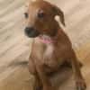 Romy kleines Hundekind sucht ein Zuhause