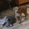Romy kleines Hundekind sucht ein Zuhause