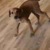 Romy kleines Hundekind sucht ein Zuhause