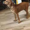 Romy kleines Hundekind sucht ein Zuhause