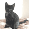 SELENE