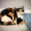 MIMIAOU