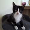 ESMEE