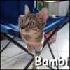 Bambi