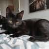 Bastet
